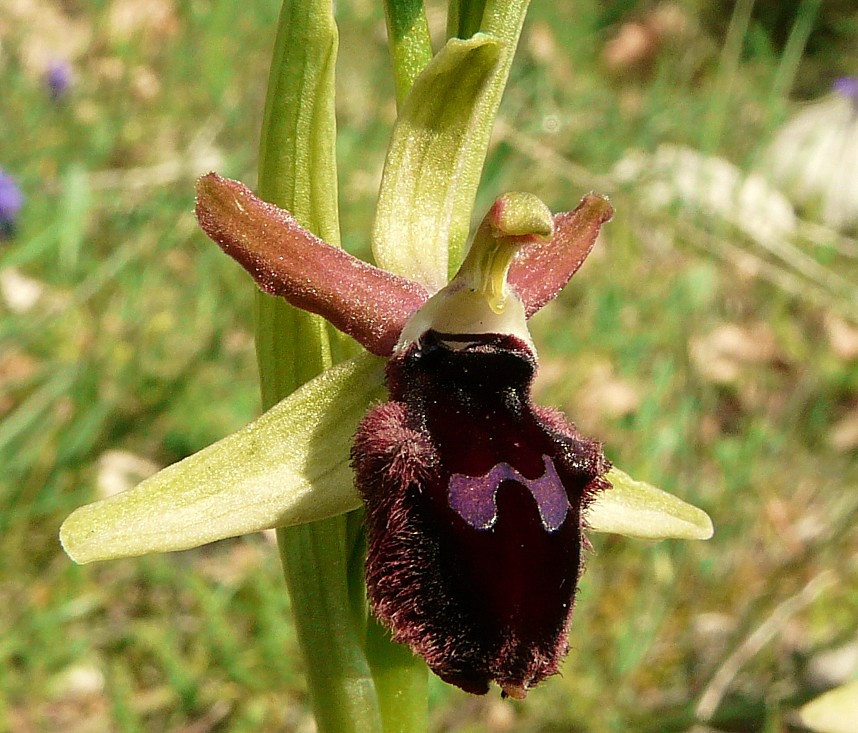 Ophrys promontorii